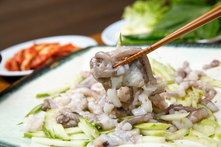 Live small octopusの写真素材