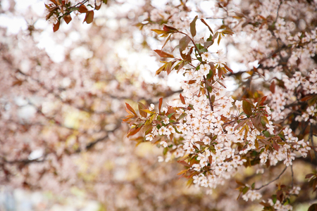 Fully enjoy cherry blooming tree in spring time 010の写真素材