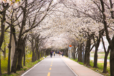 Fully enjoy cherry blooming tree in spring time 006の写真素材