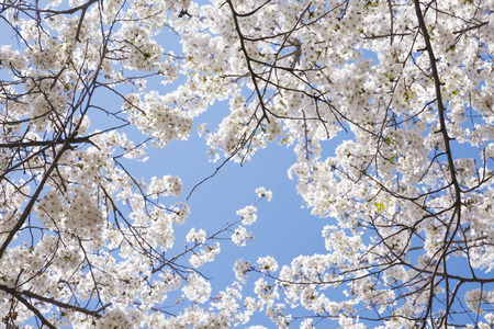 Spring landscape with Spring Flowers Blooms scenic. Blossoming branches of rhododendron, forsythia, cherry flowers 092の写真素材