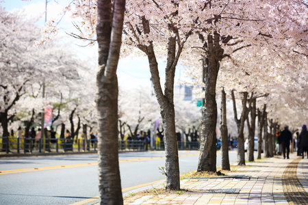 Fully enjoy cherry blooming tree in spring time 025の写真素材