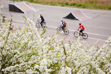 Fully enjoy cherry blooming tree in spring time 004の写真素材