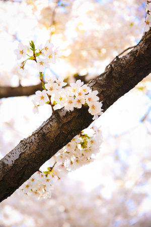 Fully enjoy cherry blooming tree in spring time 058の写真素材