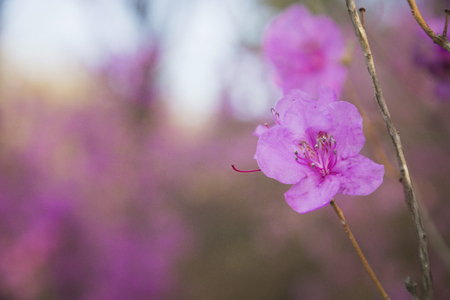Spring landscape with Spring Flowers Blooms scenic. Blossoming branches of rhododendron, forsythia, cherry flowers 093の写真素材