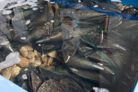 mussels and shellfish in water tank