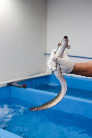 hand with glove holding eel from water tank