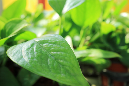 Ecology concept photo, gardening in a vegetable garden in spring 018の写真素材