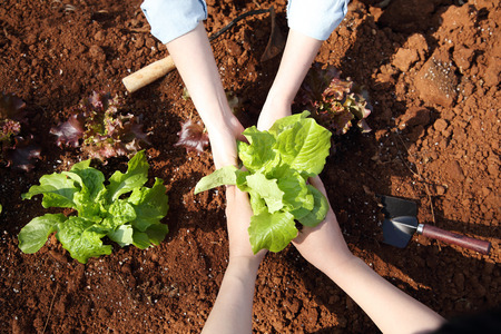Ecology concept photo, gardening in a vegetable garden in spring 152の写真素材