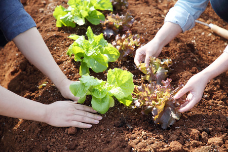 Ecology concept photo, gardening in a vegetable garden in spring 138の写真素材