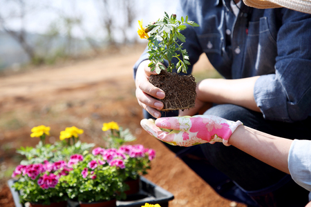 Ecology concept photo, gardening in a vegetable garden in spring 105の写真素材