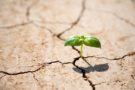 Ecology concept photo, gardening in a vegetable garden in spring 109の写真素材