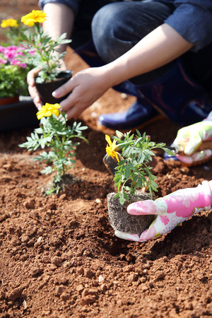 Ecology concept photo, gardening in a vegetable garden in spring 090の写真素材