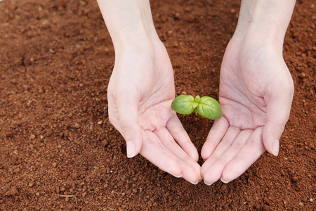 Ecology concept photo, gardening in a vegetable garden in spring 061の写真素材