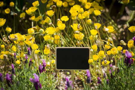 The Flower Garden, many different flowersin the garden are beautiful. 070の写真素材