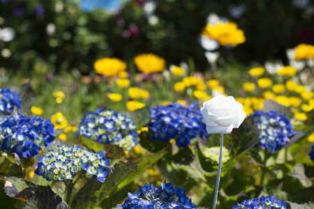 The Flower Garden, many different flowersin the garden are beautiful. 066の写真素材