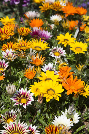 The Flower Garden, many different flowersin the garden are beautiful. 036の写真素材