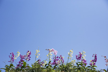 The Flower Garden, many different flowersin the garden are beautiful. 130の写真素材