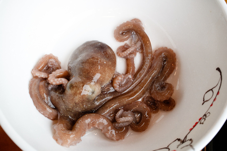 Live octopus on a white plateの写真素材