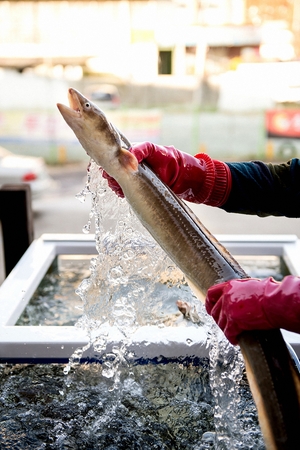 Live eel in the hands of a man