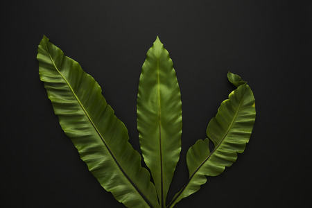 Greenery Concept photo, leave pattern summer background and frame design. 172の写真素材