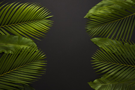 Greenery Concept photo, leave pattern summer background and frame design. 183の写真素材