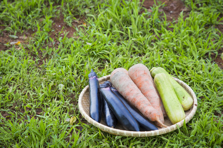 Fresh organic vegetables in the garden. Harvesting concept photo. 041の写真素材