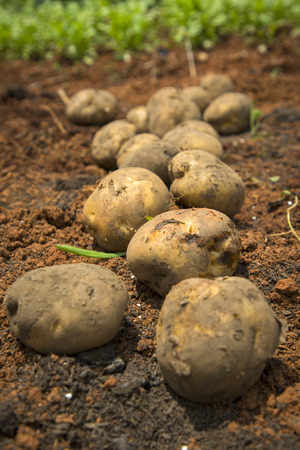 Fresh organic vegetables in the garden. Harvesting concept photo. 056の写真素材