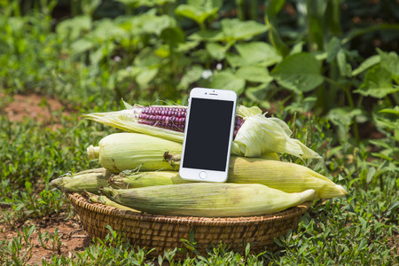 Fresh organic vegetables in the garden. Harvesting concept photo. 145の写真素材