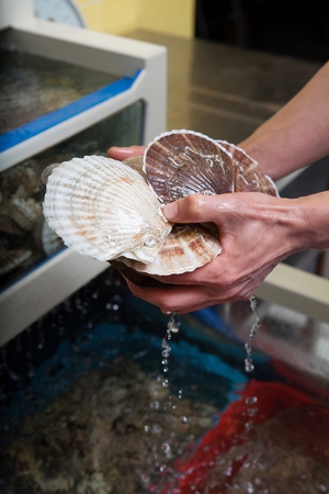 Chef picking up scallops from tank