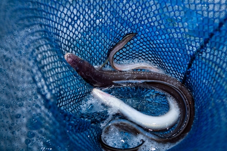 Sea eels being scooped up using a net, from a water tank