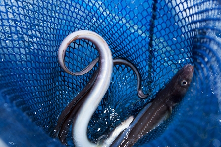 Sea eels being scooped up using a net, from a water tank