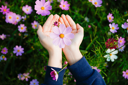 Autumn landscape, Cosmos flowers with various objects.の写真素材