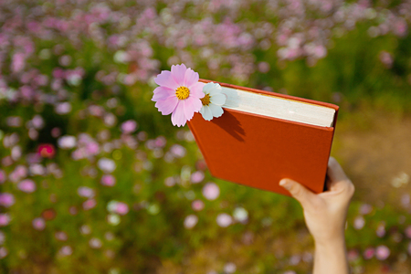Autumn landscape, Cosmos flowers with various objects.の写真素材