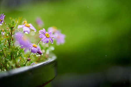 Closeup of wild flowers, Purple flowers with water dropの写真素材