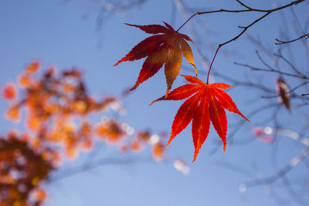 Colorful autumn landscape in parkの写真素材