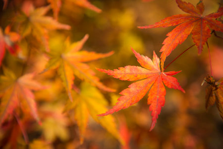 Colorful autumn landscape in park