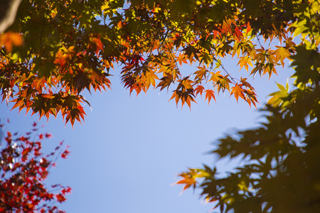 Colorful autumn landscape in parkの写真素材