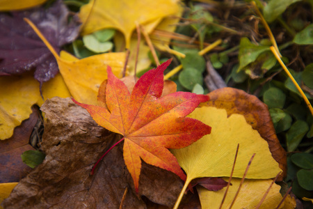 Colorful autumn landscape in park