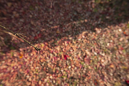 With an autumn flavor, autumn forest landscape with red leaves
