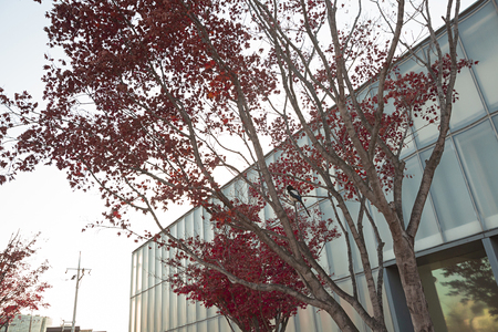 With an autumn flavor, autumn forest landscape with red leavesの写真素材