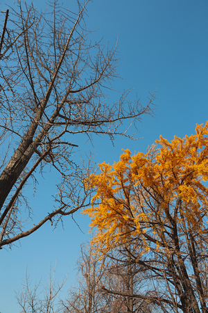 With an autumn flavor, autumn forest landscape with red leavesの写真素材