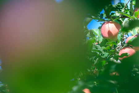 Peach  of korea Fruit Fallの写真素材