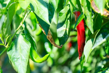 Spicy chili of koreaの写真素材