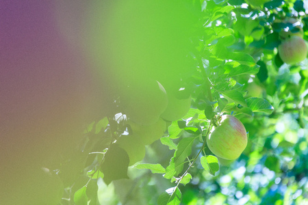 An apple tree of koreaの写真素材