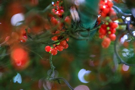 Schizandra Omija of koreaの写真素材