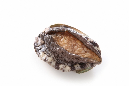 fresh abalone, white background