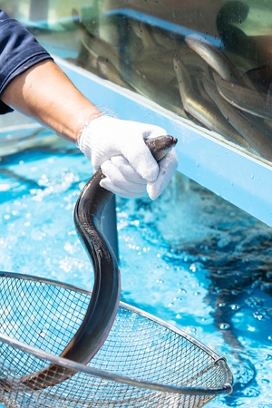 aquarium eel in fish net