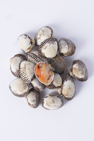 Close up of  food ingredients Isolated on   - salsify, oyster, mussel, shrimp and clamの写真素材