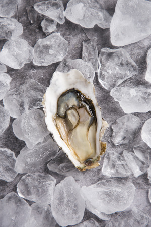 Close up of  food ingredients Isolated on   - salsify, oyster, mussel, shrimp and clamの写真素材