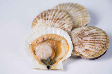 Close up of  food ingredients Isolated on   - salsify, oyster, mussel, shrimp and clam